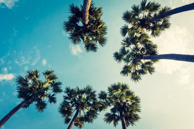 Hermosa palmera en el cielo azul