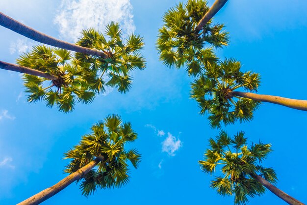 Hermosa palmera en el cielo azul