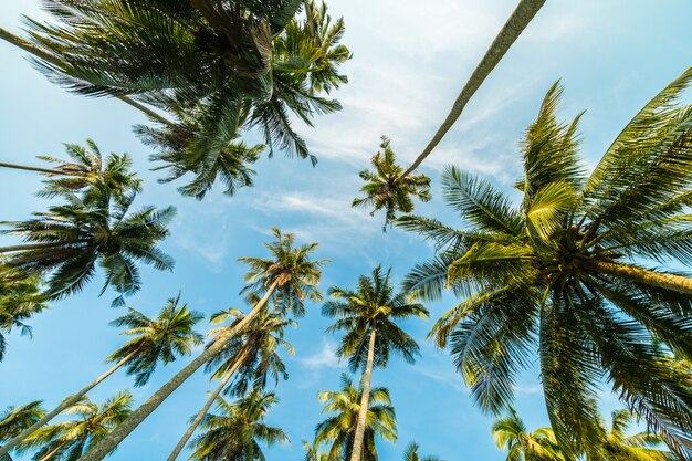 Hermosa palmera de coco en el cielo azul