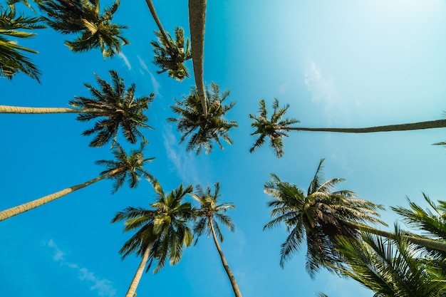 Hermosa palmera de coco en el cielo azul