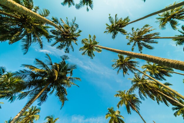 Hermosa palmera de coco en el cielo azul