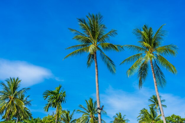 Hermosa palmera de coco en el cielo azul