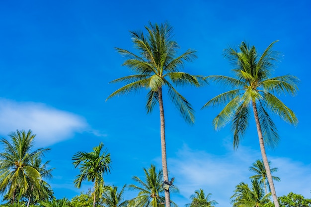 Hermosa palmera de coco en el cielo azul