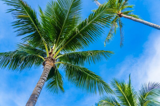 Hermosa palmera de coco en el cielo azul