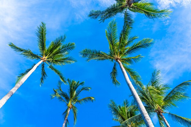 Hermosa palmera de coco en el cielo azul