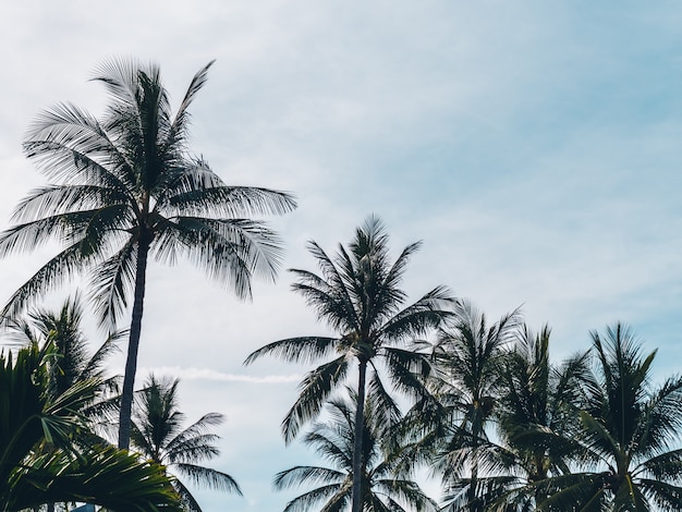 Hermosa palmera de coco tropical en el cielo azul