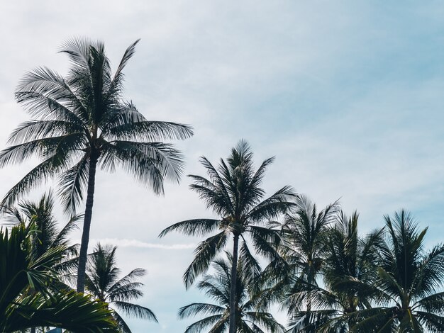 Hermosa palmera de coco tropical en el cielo azul