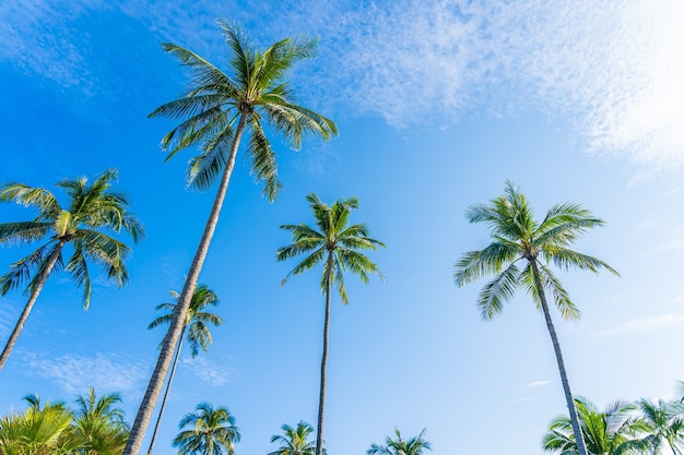 Hermosa palmera de coco tropical con nubes blancas alrededor del cielo azul para el fondo de la naturaleza