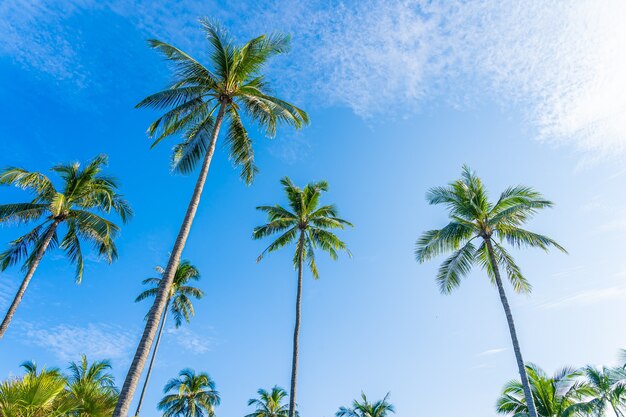 Hermosa palmera de coco tropical con nubes blancas alrededor del cielo azul para el fondo de la naturaleza