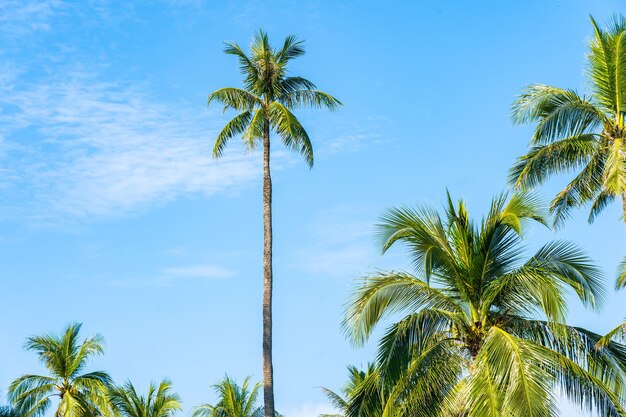 Hermosa palmera de coco tropical con nubes blancas alrededor del cielo azul para el fondo de la naturaleza