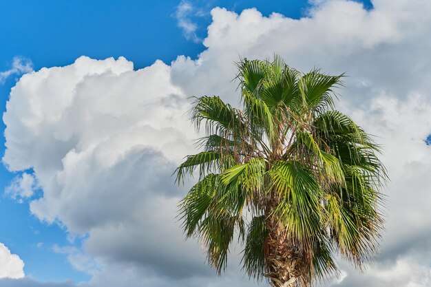 Hermosa palmera contra el fondo de cúmulos y un cielo azul primaveral la idea de un fondo de pantalla o fondo sobre la naturaleza