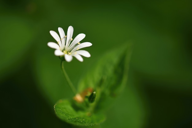 Hermosa pequeña flor blanca de primavera. Fondo borroso de color natural con bosque. (Stellaria nemo