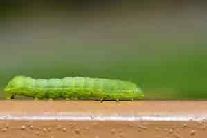 Foto gratuita hermosa pequeña oruga verde. tiro macro de insectos.