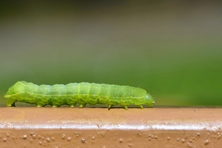 Hermosa pequeña oruga verde. Tiro macro de insectos.