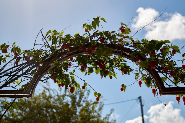 Hermosa planta cultivada sobre un arco de metal en un jardín.