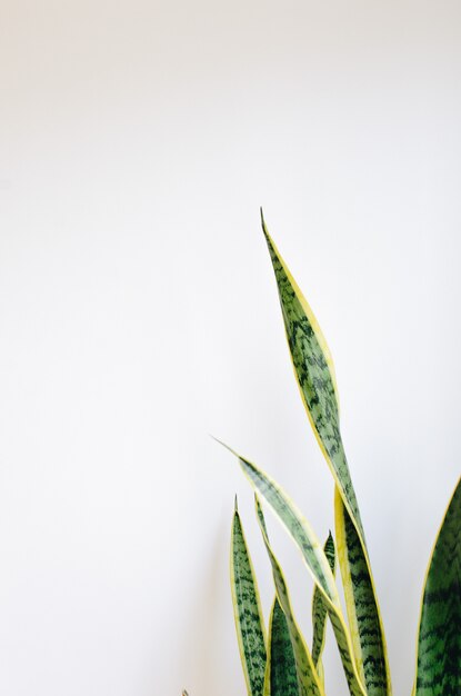 Hermosa planta doméstica en una pared blanca