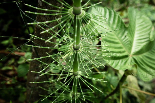 Hermosa planta exótica closeup