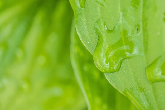 Hermosa planta frondosa natural con gotas de agua