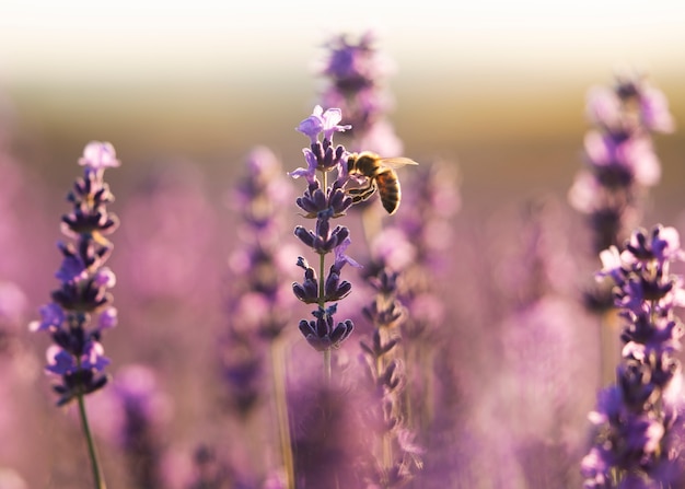 Foto gratuita hermosa planta de lavanda morada con abeja