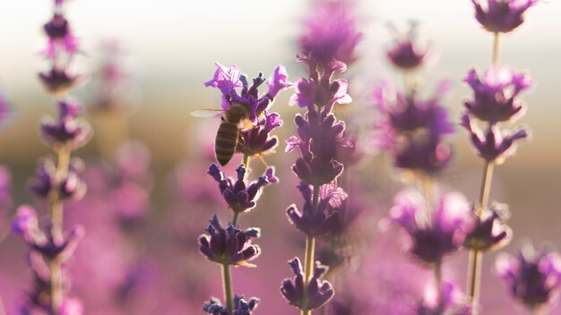 Hermosa planta de lavanda púrpura con linda abeja