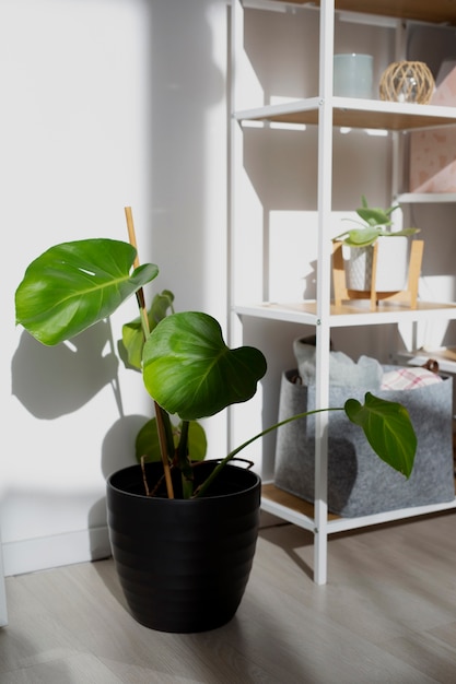 Foto gratuita hermosa planta en maceta en casa