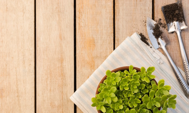 Foto gratuita hermosa planta en maceta en mesa de madera con espacio de copia