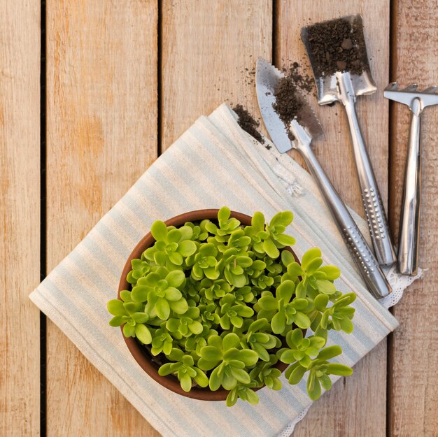 Hermosa planta en maceta en mesa de madera