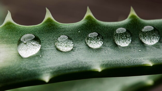 Hermosa planta macro con gotas de lluvia