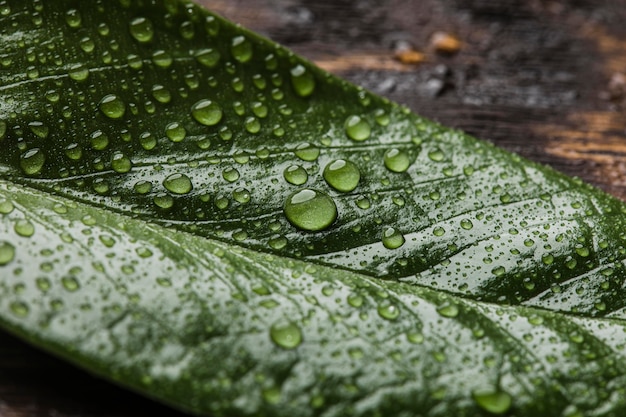 Hermosa planta macro con gotas de lluvia