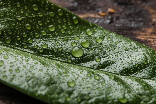 Hermosa planta macro con gotas de lluvia