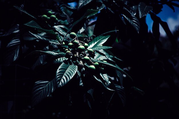 Una hermosa planta en la oscuridad.