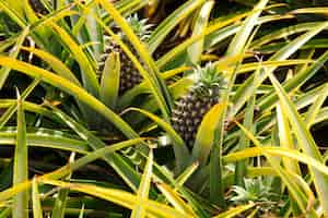 Foto gratuita hermosa planta de piña en sudáfrica durante el día