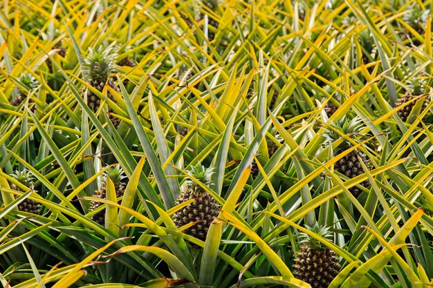 Hermosa planta de piña en Sudáfrica durante el día