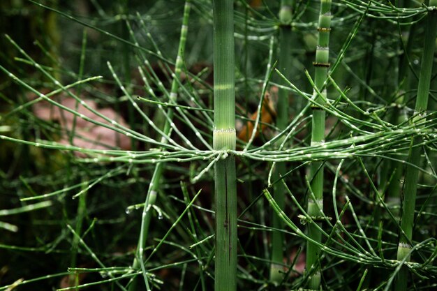 Hermosa planta tropical closeup