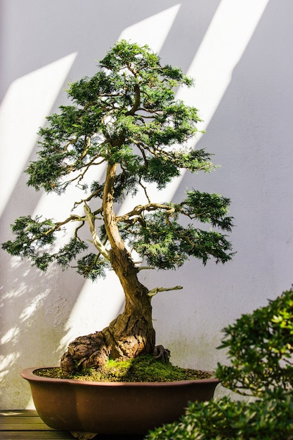 Hermosa planta verde sobre un blanco