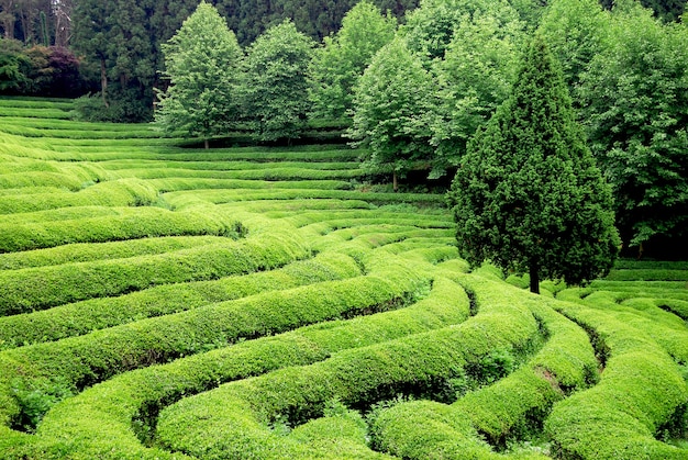 Foto gratuita hermosa plantación de té en el sudeste asiático