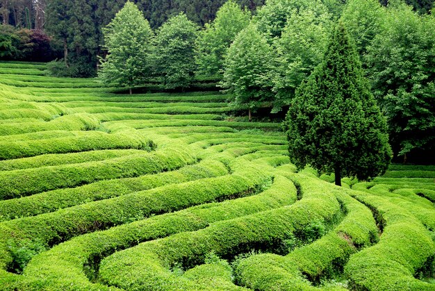 Hermosa plantación de té en el sudeste asiático