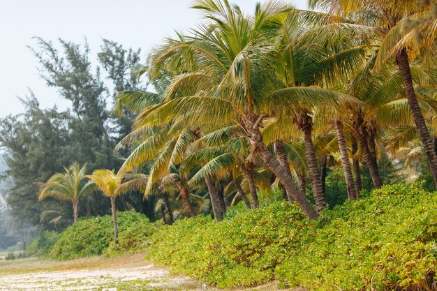 Hermosa playa de arena con palmeras tropicales y arbustos