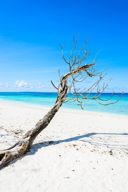 Hermosa playa tropical