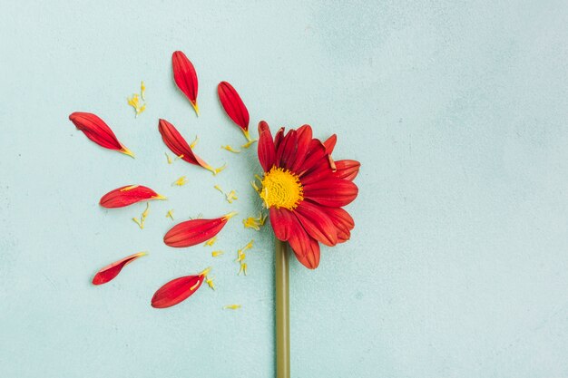 Hermosa primavera margarita con pétalos y espacio de copia