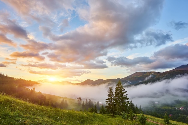 Hermosa puesta de sol y bosque de pinos en las montañas