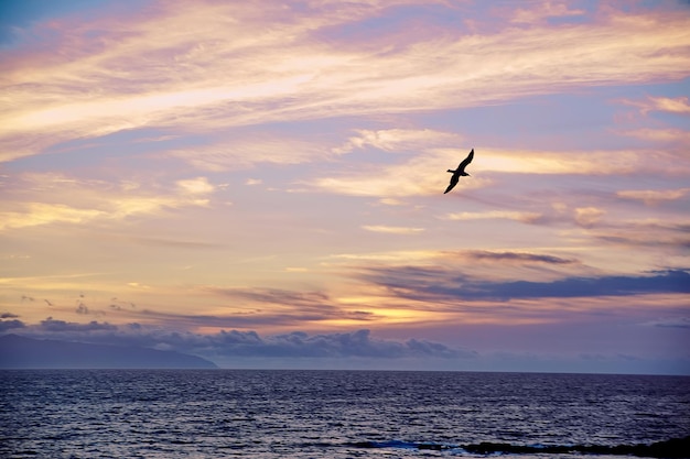 Hermosa puesta de sol en el océano y silueta de pájaro volando en el cielo