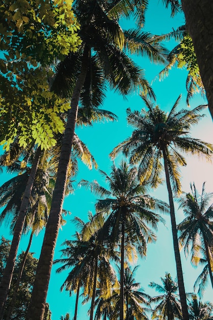 Hermosa puesta de sol tropical con palmeras de coco en la playa en el cielo azul con efecto vintage
