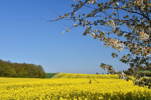 Hermosa rama de un árbol frutal. Campos de flores amarillas, camino de tierra y hermoso valle, nat