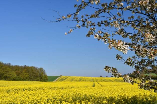 Hermosa rama de un árbol frutal. Campos de flores amarillas, camino de tierra y hermoso valle, nat