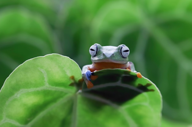 Hermosa rana arborícola de Java en hojas verdes