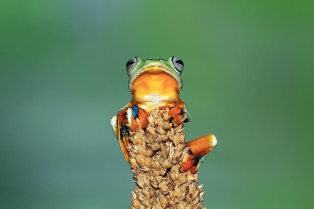 Foto gratuita hermosa rana arborícola de java sentada en una rama rana voladora de cerca