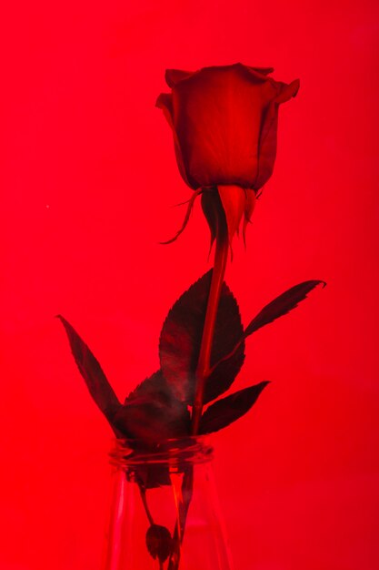 Hermosa rosa en una pared roja