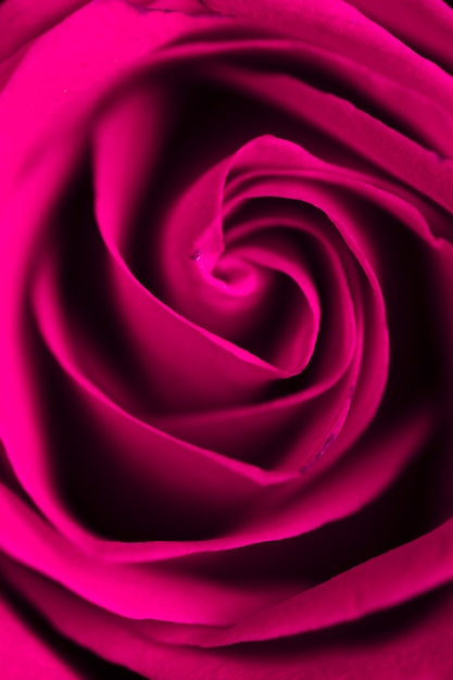 Hermosa rosa púrpura closeup