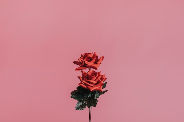 Foto gratuita hermosa rosa roja para el día de san valentín